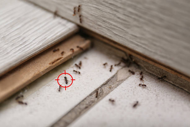 Best Local Pest Control Services  in Circle D Kc Estates, TX